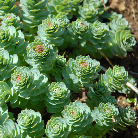 Rhodiola Helps Stress, Adrenals, Stamina