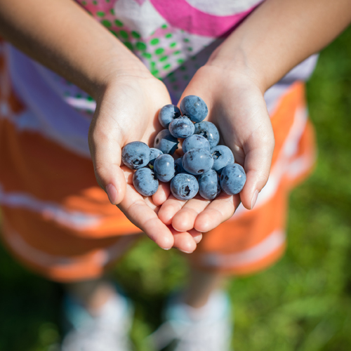 Pterostilbene -- An Ancient Prized Health Tonic