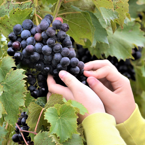 Grape Seed Extract: Versatile and Valued Antioxidant