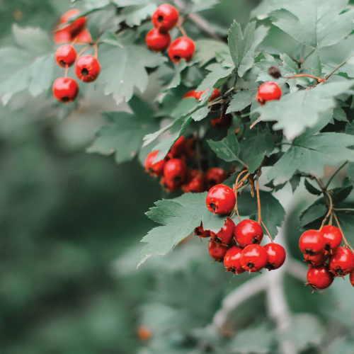 Six Benefits of Hawthorn Berry