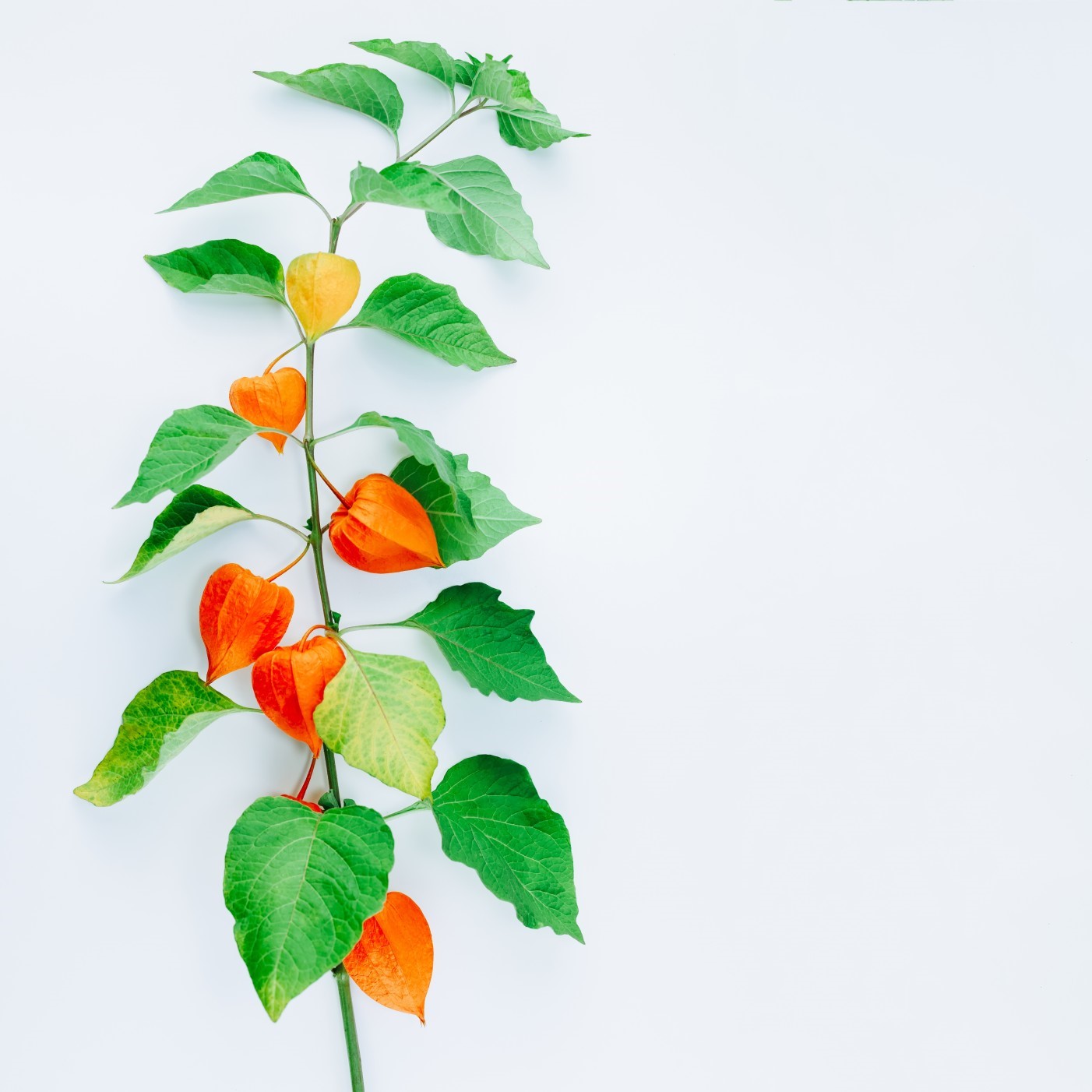 Ashwagandha: Champion of Stress Adaptation, Thyroid, and Vitality